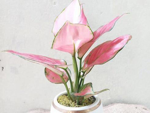 4 loại cây đặt lên bàn thờ sự nghiệp hanh thông, vượng khí tăng lên 10 lần