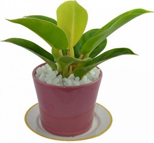 4 loại cây đặt lên bàn thờ sự nghiệp hanh thông, vượng khí tăng lên 10 lần-2