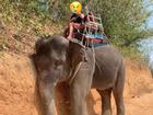 Chú voi gục đầu khi chở khách và nỗi ám ảnh động vật bị đem ra mua vui