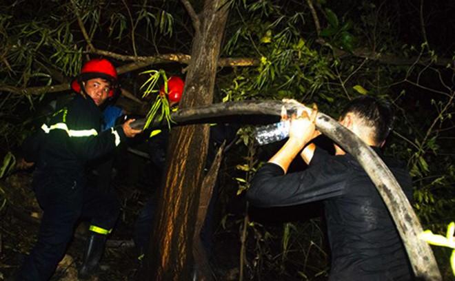 Cháy rừng ở Quy Nhơn, hàng trăm người tháo chạy-2