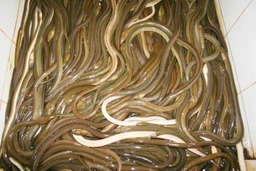 Những món ăn đặc sản nhìn thì ghê nhưng ăn là mê ở Ninh Bình-1