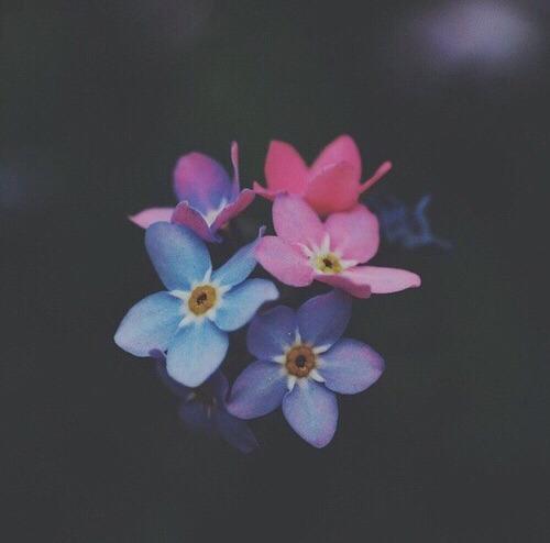 Tử vi thứ Năm ngày 18/7/2019 của 12 con giáp: Dậu khéo léo hơn trong ứng xử, Hợi tình yêu nở rộ thăng hoa-4