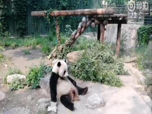 Du khách ném đá gấu trúc Bắc Kinh khiến cộng đồng mạng phẫn nộ