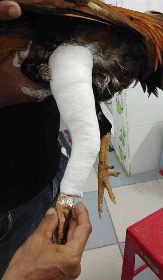 Chồng mang gà chọi đi chiếu chụp rồi bó bột khiến vợ điên tiết, bất ngờ hơn cả là lời khuyên của dân mạng-3