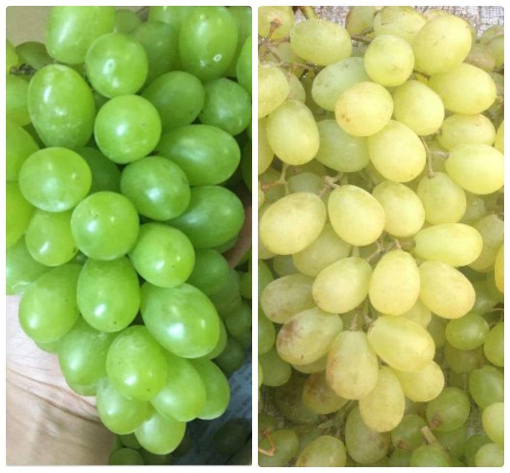 Cách nhận biết nho Trung Quốc đội lốt nho Ninh Thuận đơn giản, chính xác-1