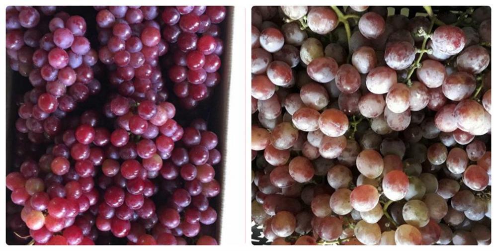 Cách nhận biết nho Trung Quốc đội lốt nho Ninh Thuận đơn giản, chính xác-2