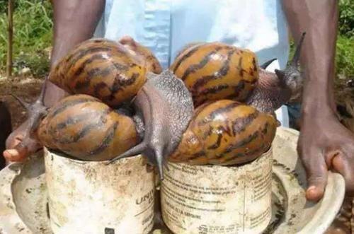 Loài vật này khiến mọi quốc gia kinh hãi nhưng người châu Phi lại nghiện ăn-1