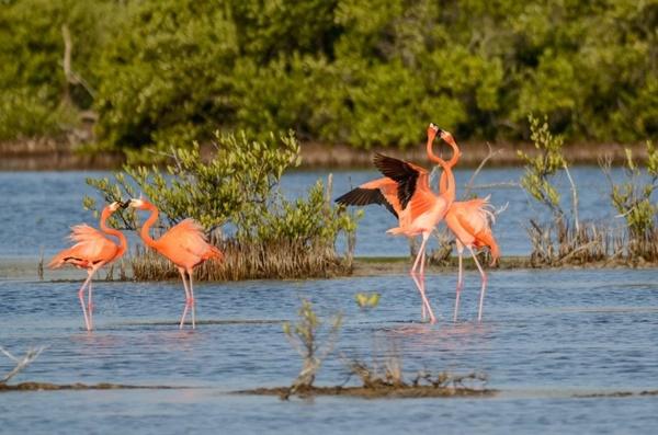 Lạc lối ở Cuba, viên ngọc sắc màu giữa vùng biển Caribbean-7