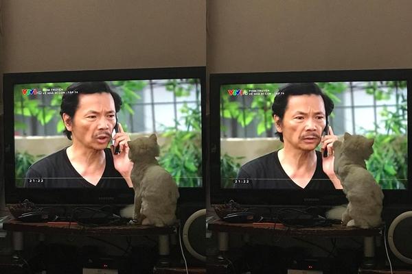 Chết cười chú mèo trong Về Nhà Đi Con: Thấy ông Sơn thì vuốt ve nhưng với tiểu tam Nhã lại không thể tưởng tượng nổi-2