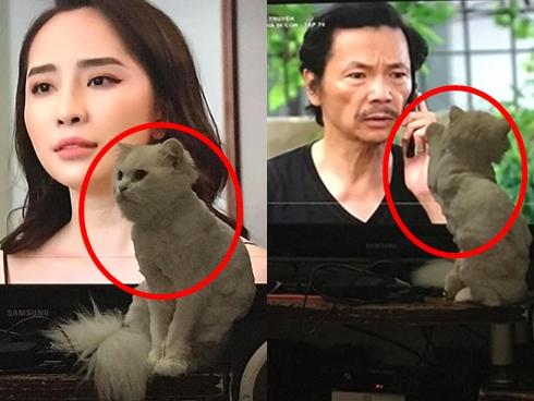 Chết cười chú mèo trong 'Về Nhà Đi Con': Thấy ông Sơn thì vuốt ve nhưng với 'tiểu tam' Nhã lại không thể tưởng tượng nổi