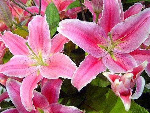 5 loại hoa chớ để lên bàn thờ tháng 7 kẻo đắc tội thần linh, càng làm càng lụi