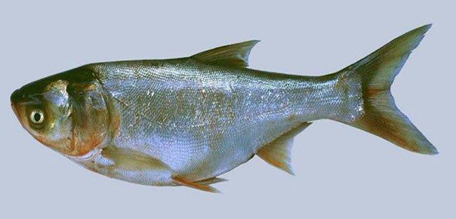 Những món không nên ăn trong ngày đầu tháng cô hồn tránh xui xẻo-5