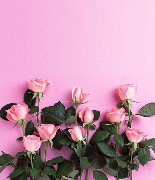 Tử vi thứ Sáu ngày 2/8/2019 của 12 con giáp: Tý tình cảm thăng hoa, Sửu sai sót công việc-3