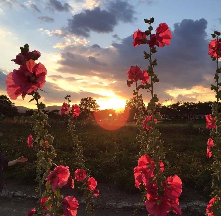 Tử vi thứ Bảy ngày 3/8/2019 của 12 con giáp: Dần thoải mái mua sắm, Thìn gặp nhiều bất ngờ-2