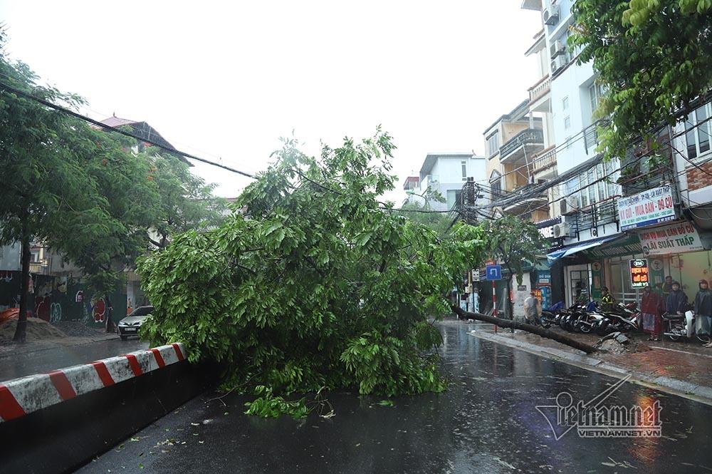 Hà Nội mưa tầm tã, gió phần phật, hàng chục cây xanh gãy đổ-3