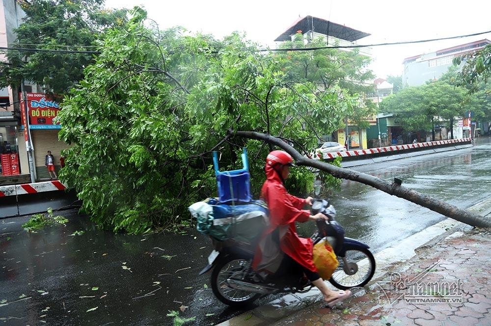 Hà Nội mưa tầm tã, gió phần phật, hàng chục cây xanh gãy đổ-4