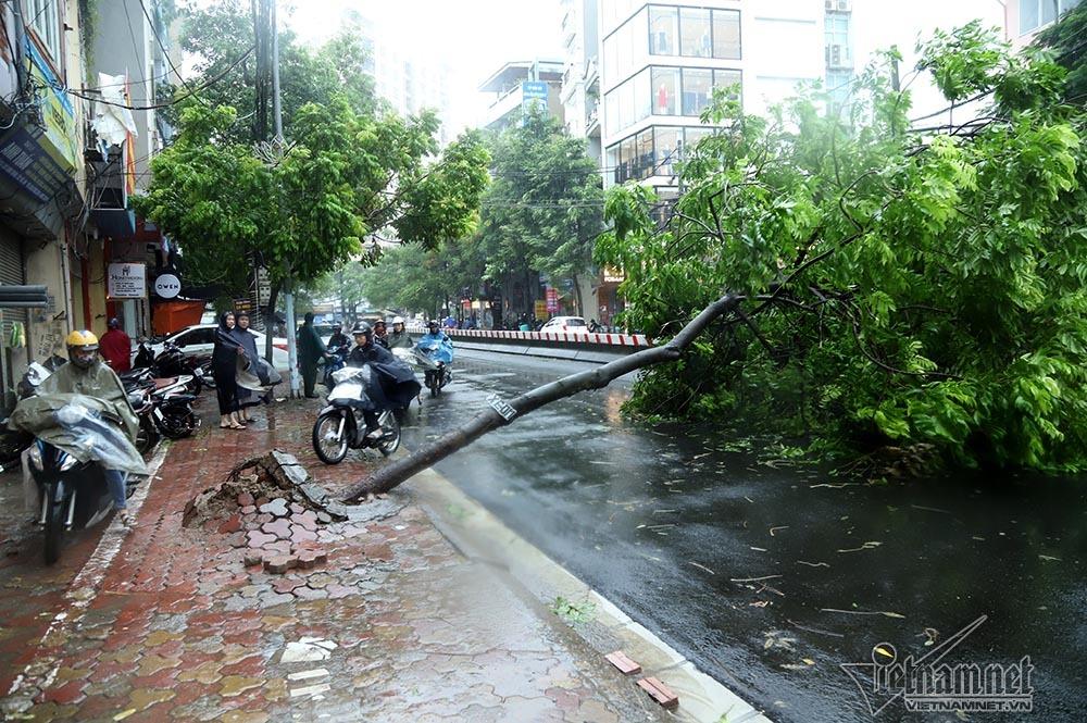 Hà Nội mưa tầm tã, gió phần phật, hàng chục cây xanh gãy đổ-5