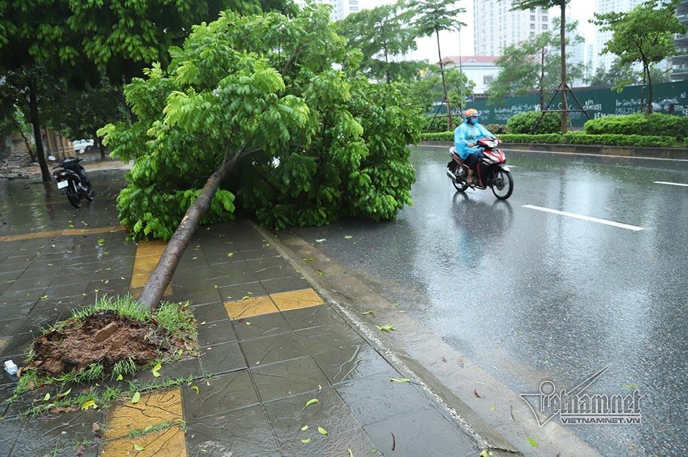 Hà Nội mưa tầm tã, gió phần phật, hàng chục cây xanh gãy đổ-8