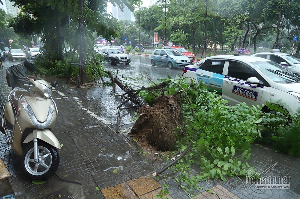Hà Nội mưa tầm tã, gió phần phật, hàng chục cây xanh gãy đổ-9