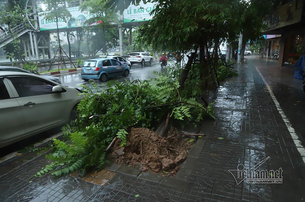 Hà Nội mưa tầm tã, gió phần phật, hàng chục cây xanh gãy đổ-10