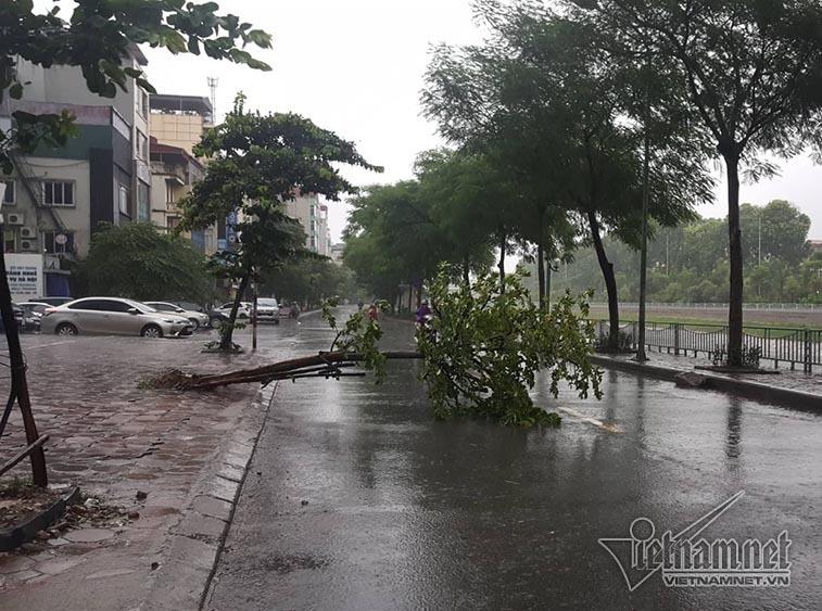 Hà Nội mưa tầm tã, gió phần phật, hàng chục cây xanh gãy đổ-15