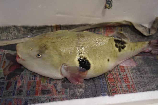 Con cá vừa xấu xí vừa kịch độc mà có giá gần 7 triệu một miếng bé xíu-1
