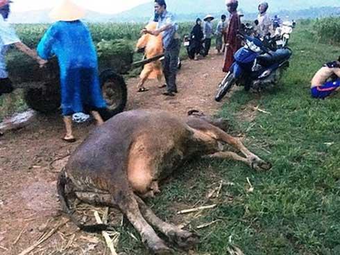 Dắt bò kéo xe về nhà, cụ bà ở Nghệ An bị sét đánh tử vong-1