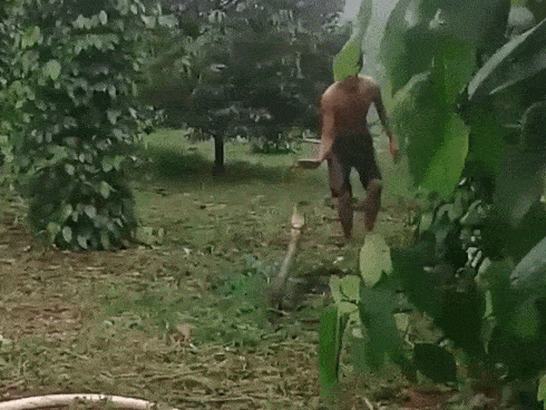 Clip: Người phụ nữ tay không bắt rắn chúa khiến người đi đường thất kinh-1