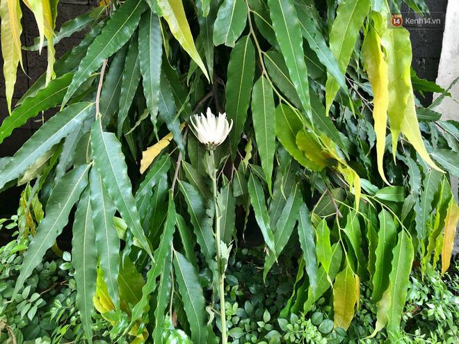 Hàng trăm bông hoa trắng đặt trước cổng trường Gateway tưởng nhớ bé trai 6 tuổi tử vong vì bị bỏ quên trên xe bus-5