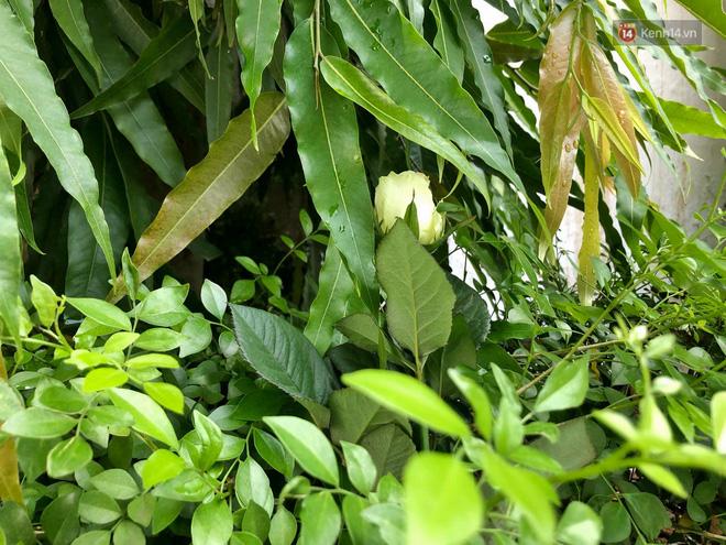 Hàng trăm bông hoa trắng đặt trước cổng trường Gateway tưởng nhớ bé trai 6 tuổi tử vong vì bị bỏ quên trên xe bus-6