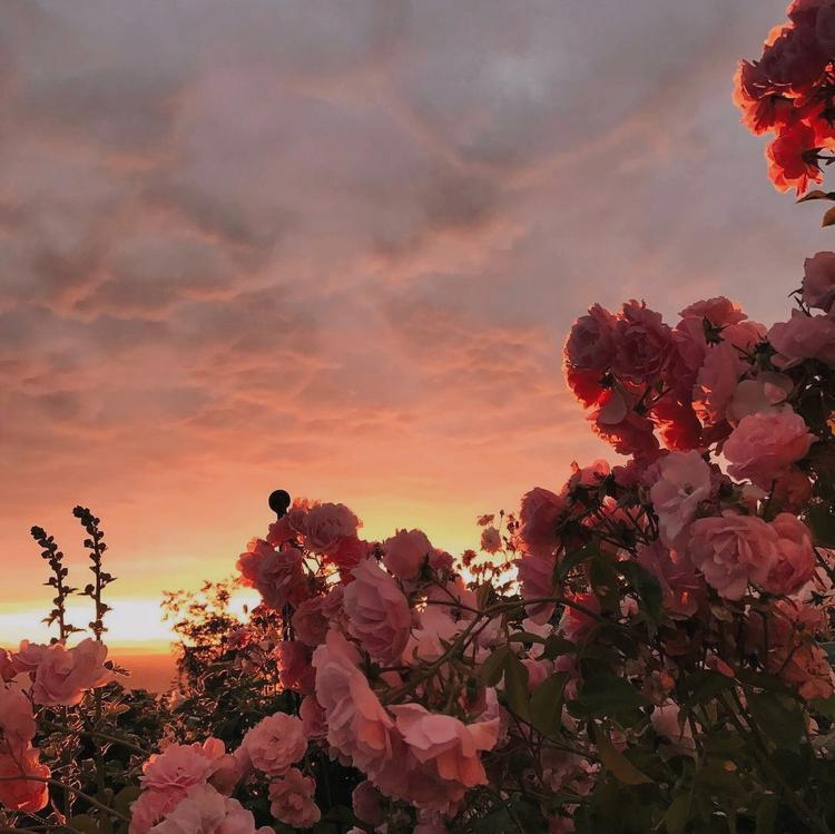 Tử vi tuần mới 12 con giáp từ 12/8/2019 - 18/8/2019: Mùi tài lộc rất vượng, Tuất cẩn thận tai hoạ bất ngờ-2