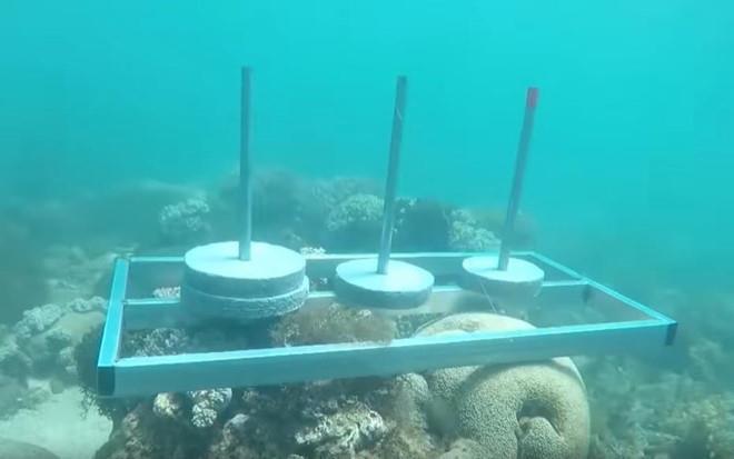 Ê-kíp Cuộc đua kỳ thú xin lỗi sau sự cố đặt bê tông lên rạn san hô-1