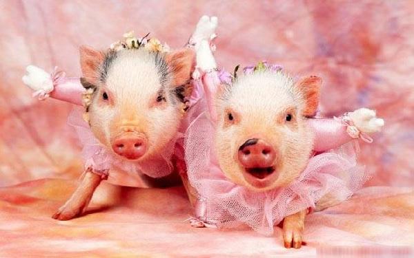 Top 4 con giáp kết hôn càng muộn càng hạnh phúc, kết hôn sớm dễ dẫn đến li hôn-1