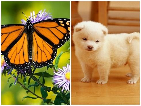 Tử vi Chủ Nhật ngày 18/8/2019 của 12 con giáp: Thân chuyện tình cảm tan vỡ, Hợi có tin vui về tài chính-5