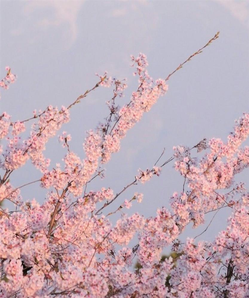 Tử vi thứ Ba ngày 20/8/2019 của 12 con giáp: Tý cần quan tâm đến bạn đời, Dần tiền bạc thêm rủng rỉnh-1