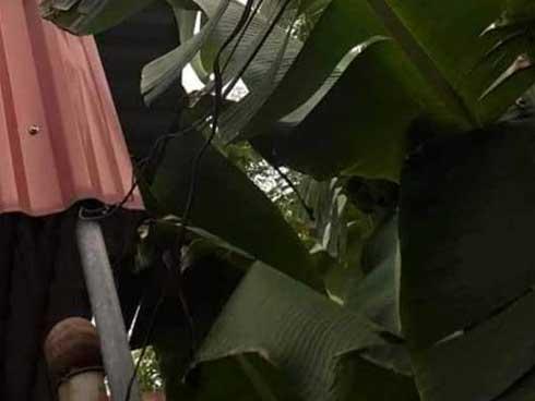 Chuột thi nhau ùn ùn kéo vào chiếc bẫy một đi không trở lại-1