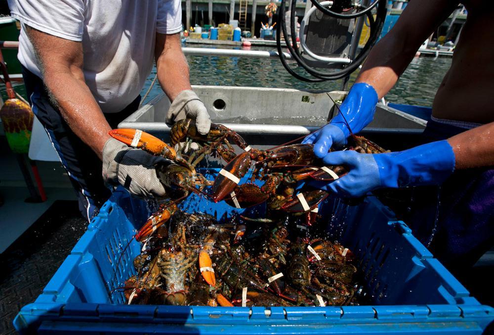 Sống đầy dưới biển, tại sao loài này chỉ người có tiền mới dám ăn?-1