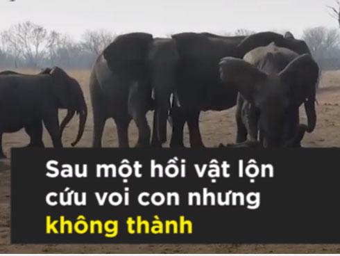 Voi con mắc kẹt trong bùn, bị đàn bỏ rơi và cuộc giải cứu bất ngờ