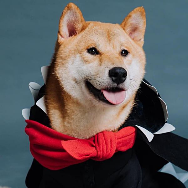 Sau 2 ngày gặp gỡ các boss từ mọi miền, cậu Vàng của phim điện ảnh cùng tên đã lộ diện-7