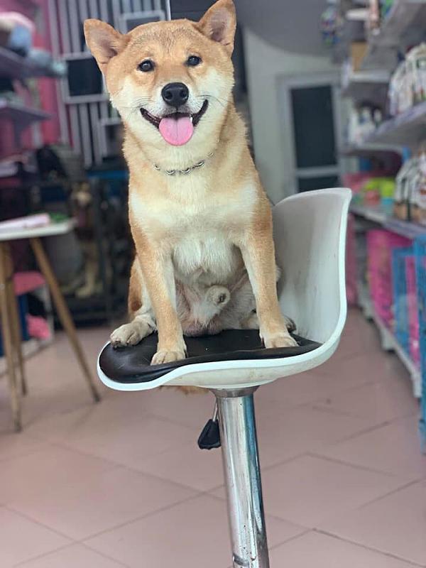 Sau 2 ngày gặp gỡ các boss từ mọi miền, cậu Vàng của phim điện ảnh cùng tên đã lộ diện-8