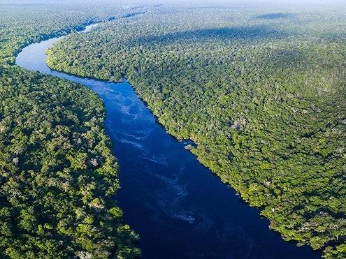 Rừng cây rêu phủ như bước ra từ truyện cổ tích-1