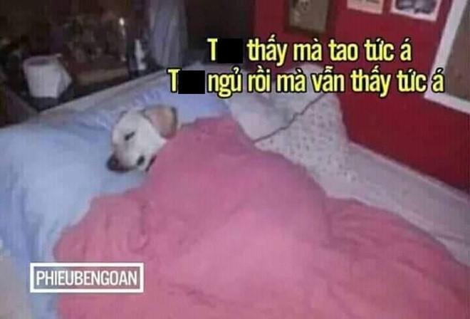 Ảnh chế tâm tư của cậu Vàng khi bị biến thành giống Shiba Inu-7