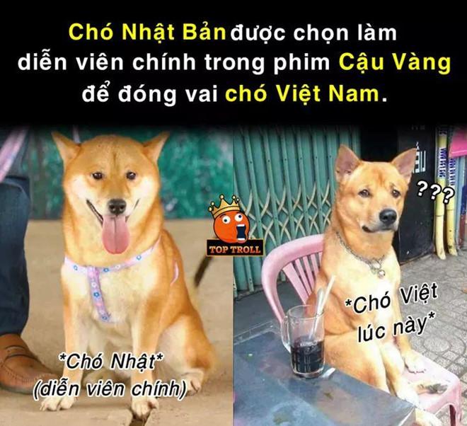 Ảnh chế tâm tư của cậu Vàng khi bị biến thành giống Shiba Inu-3