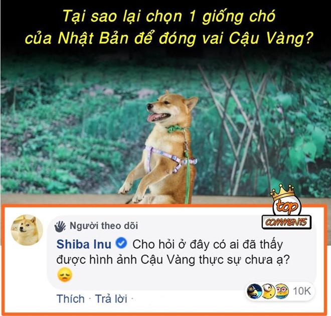 Ảnh chế tâm tư của cậu Vàng khi bị biến thành giống Shiba Inu-4
