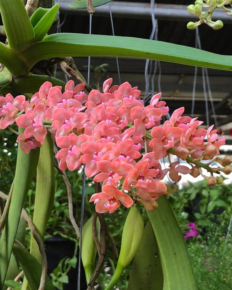 Chợ kẻ cắp và những khu mua sắm nổi tiếng ở Bangkok-3