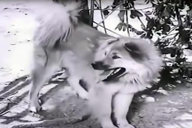 3 chú chó ta ấn tượng trên màn ảnh Việt, diễn xuất không kém cạnh chó ngoại-4