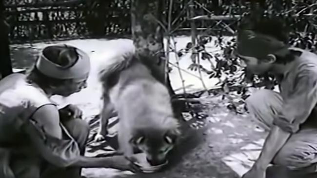 3 chú chó ta ấn tượng trên màn ảnh Việt, diễn xuất không kém cạnh chó ngoại-5