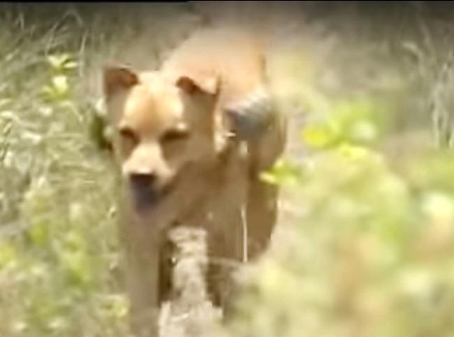 3 chú chó ta ấn tượng trên màn ảnh Việt, diễn xuất không kém cạnh chó ngoại-7