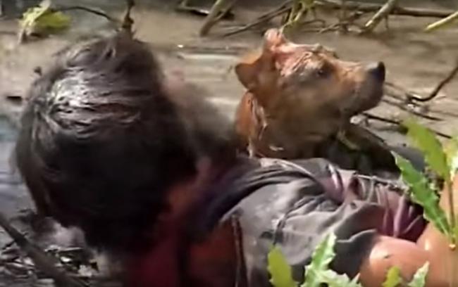 3 chú chó ta ấn tượng trên màn ảnh Việt, diễn xuất không kém cạnh chó ngoại-8