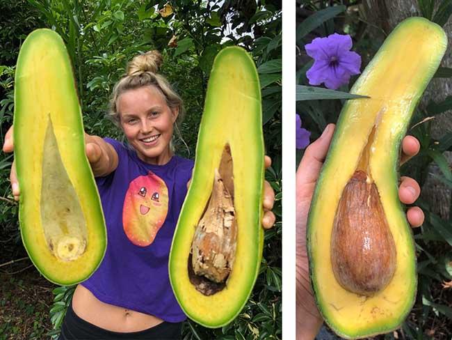 Giống bơ cổ dài siêu to khổng lồ dài 1 mét, phải chia nhau ăn mới hết-1